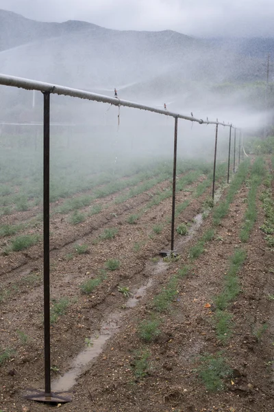 Field planted with dill — Stock Photo, Image