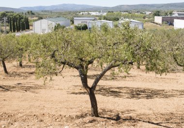 Badem ağaçları plantasyon