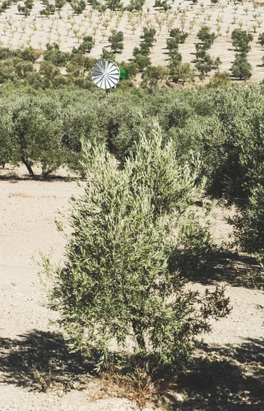 Olive plantage med träd. — Stockfoto