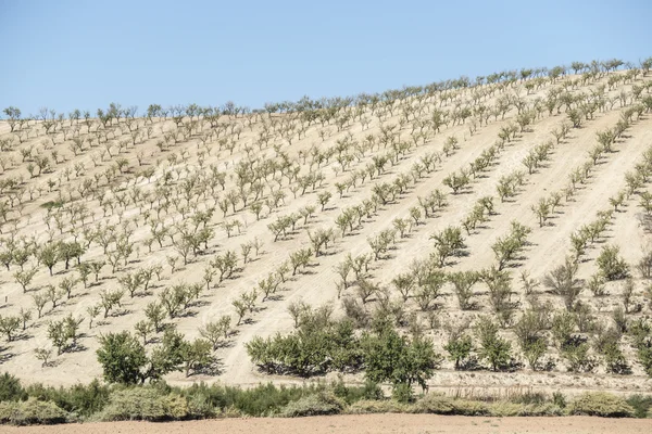 Mandelträd plantation — Stockfoto