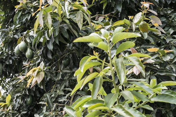 Färsk avokado på ett träd — Stockfoto