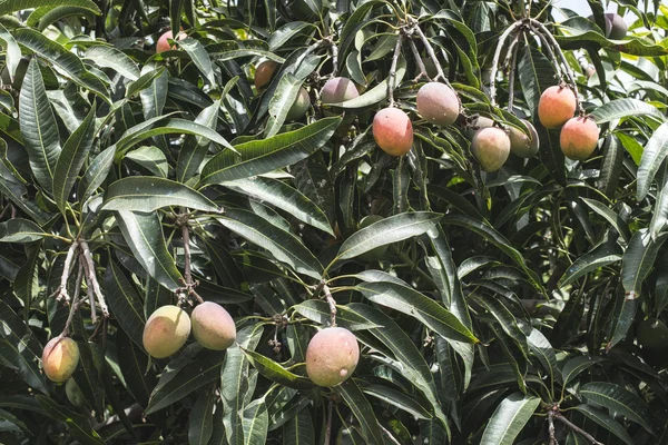 Дерево с манго на закате — стоковое фото