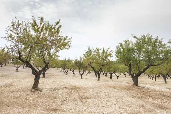 Plantación de almendros —  Fotos de Stock