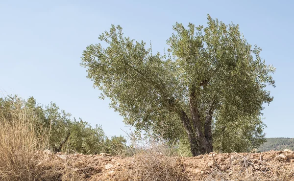 Olive plantage met bomen. — Stockfoto