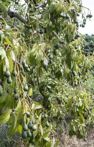 Aguacates frescos en un árbol — Foto de Stock