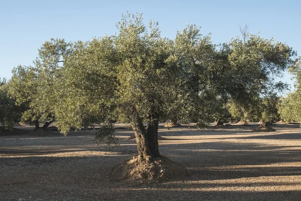 Olive plantage med träd. — Stockfoto