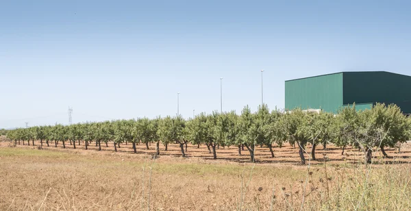 Mandelträd plantation — Stockfoto