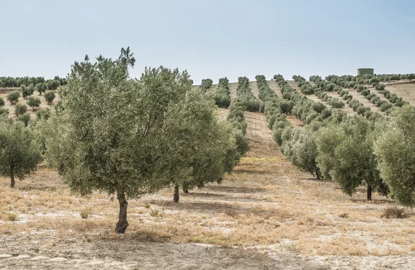 Olive plantage med träd. — Stockfoto