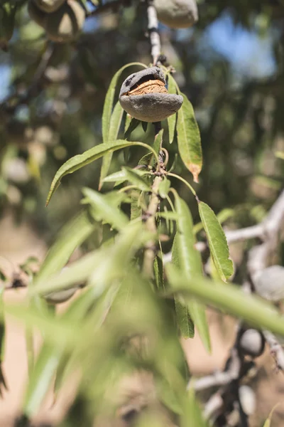 Mandulafák ültetvény — Stock Fotó
