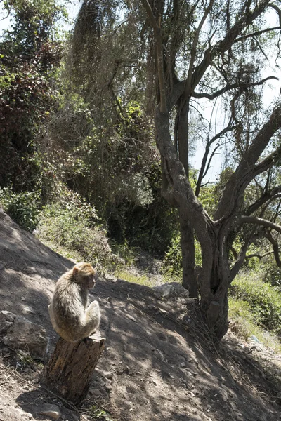 Barbary makak apa — Stockfoto