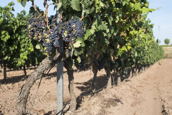 Vines grapes on sunlight. — Stock Photo, Image