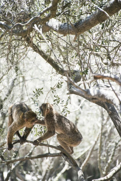 Barbary Makaker apor — Stockfoto