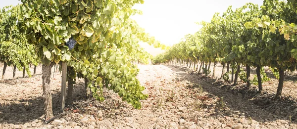 Vines grapes on sunlight. — Stock Photo, Image