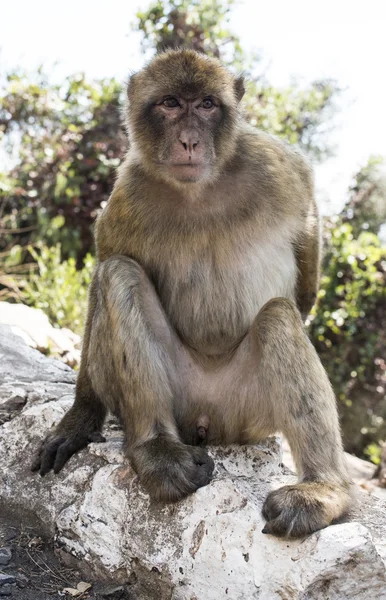Βαρβαρίας μακάκος μαϊμού — Φωτογραφία Αρχείου