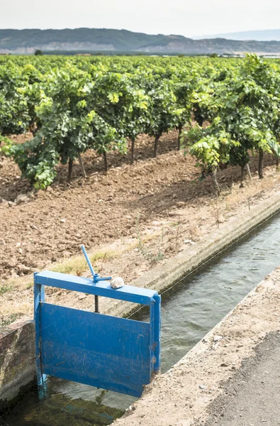 Vineyards and irrigation canal — Stock Photo, Image