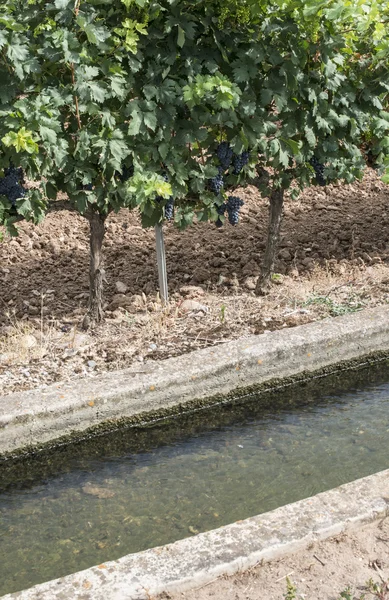 Vineyards and irrigation canal — Stock Photo, Image