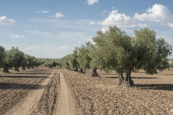 Φυτεία ελιών με δέντρα. — Φωτογραφία Αρχείου