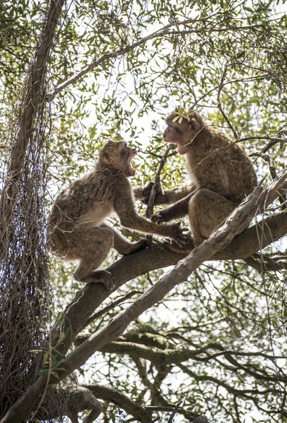 Barbary makak maymunları — Stok fotoğraf