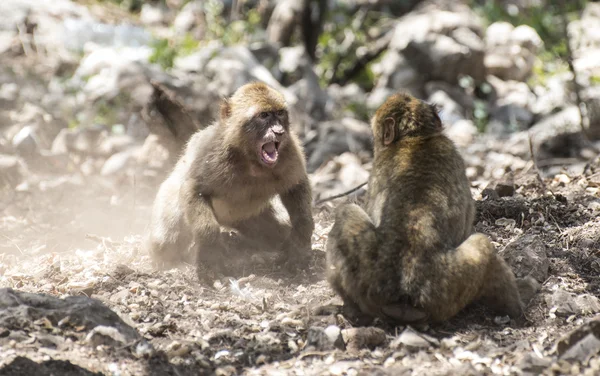 Barbary Makaker apor — Stockfoto