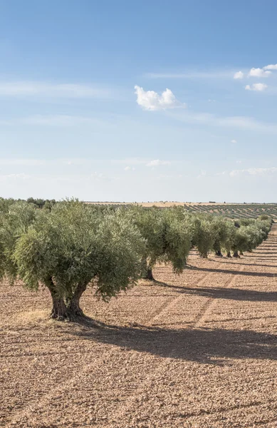 Olive plantage med träd. — Stockfoto