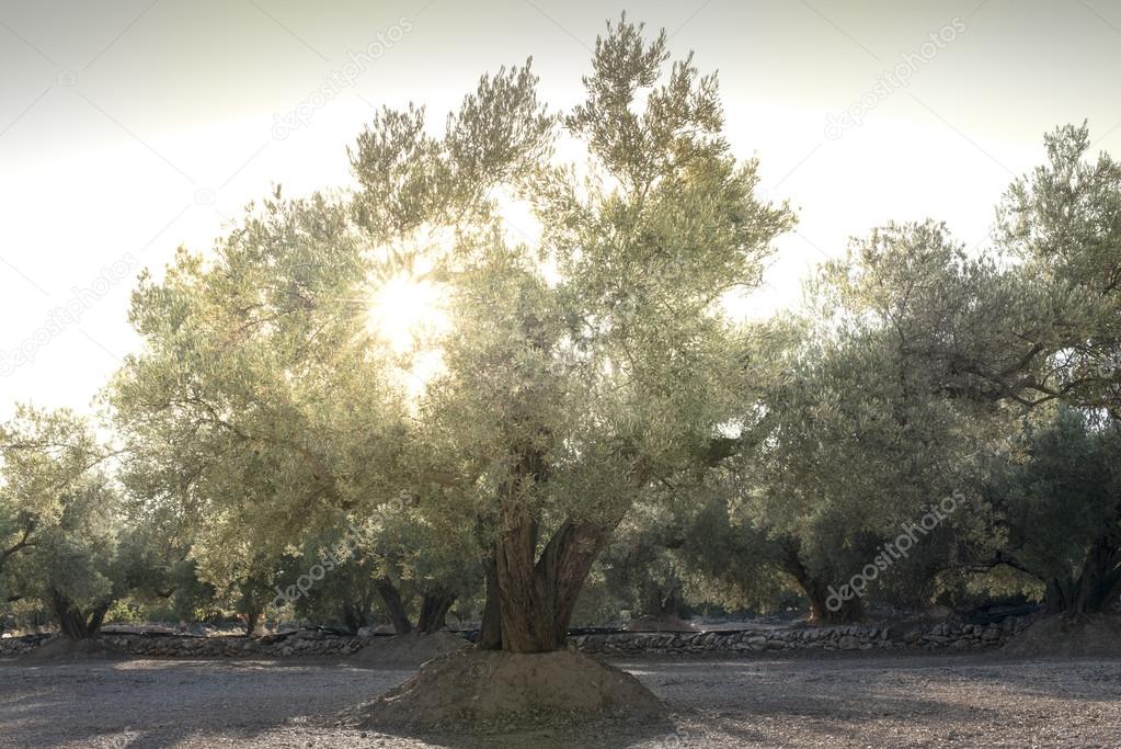 Olive plantation with trees.