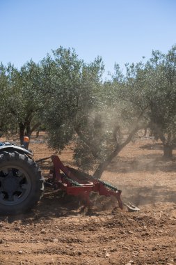 Traktör ve zeytin ağaçları