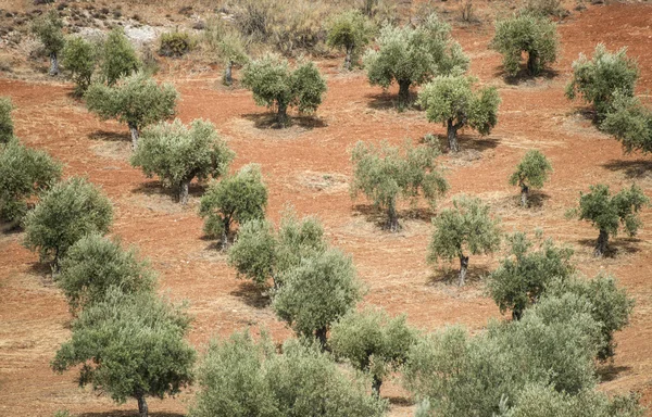 Olive plantage met bomen. — Stockfoto
