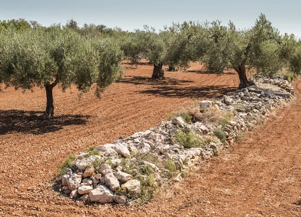 Olive plantáž se stromy. — Stock fotografie