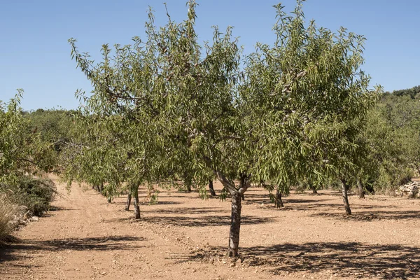 Badem ağaçları plantasyon — Stok fotoğraf