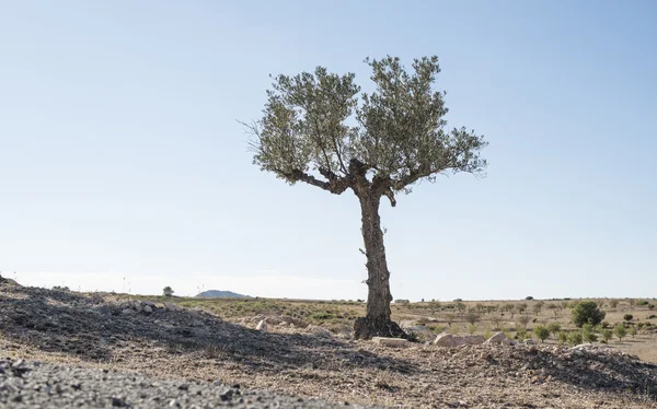 Isolated olive tree — Stock Photo, Image