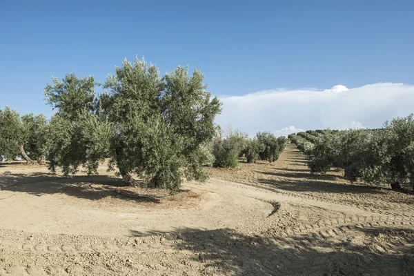 Plantación de olivos con árboles . —  Fotos de Stock