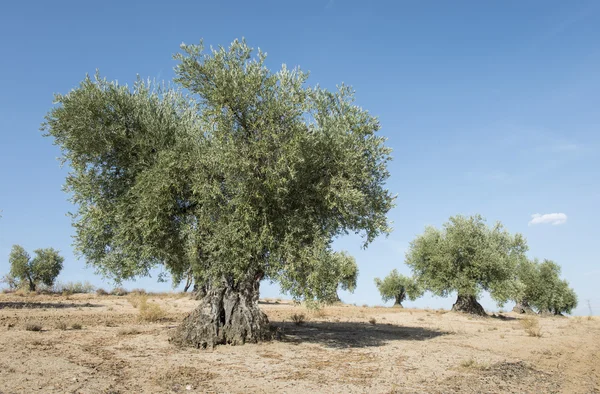 与树木的橄榄种植园. — 图库照片