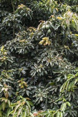 bir ağaçta taze avokado