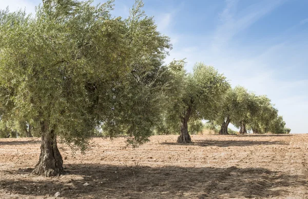 Olive plantage med många träd. — Stockfoto