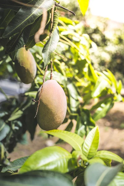 Дерево с манго на закате — стоковое фото