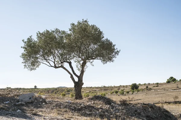 Isolierter Olivenbaum — Stockfoto