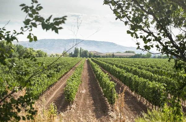 Vinice v řádcích a vinařství — Stock fotografie