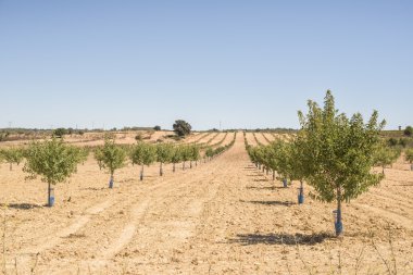 badem ekimi ağaçlar