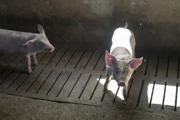Kleine Schweine auf einem Bauernhof — Stockfoto