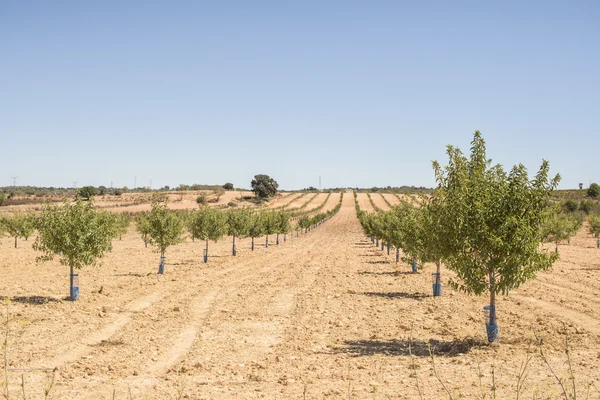 Almond plantation trees — Stock Photo, Image