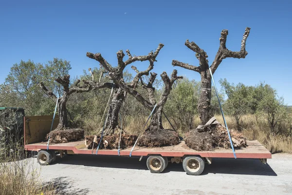 Moving tree. Transplanting — Stock Photo, Image