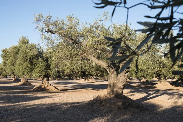 Olive plantation with many trees. — Stock Photo, Image