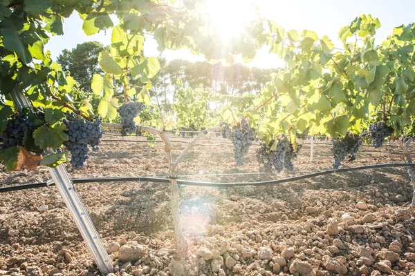 Vinos uvas a la luz del sol . —  Fotos de Stock