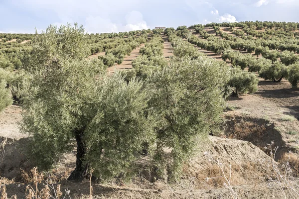 Olive plantage met veel bomen. — Stockfoto