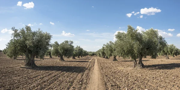 Plantação de azeitonas com muitas árvores . — Fotografia de Stock