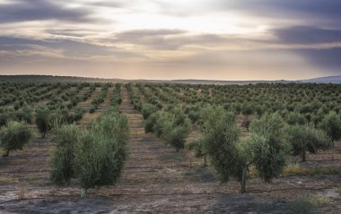 yeşil zeytin dalı