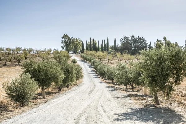 Zeytin ağaçları ve toprak yol — Stok fotoğraf