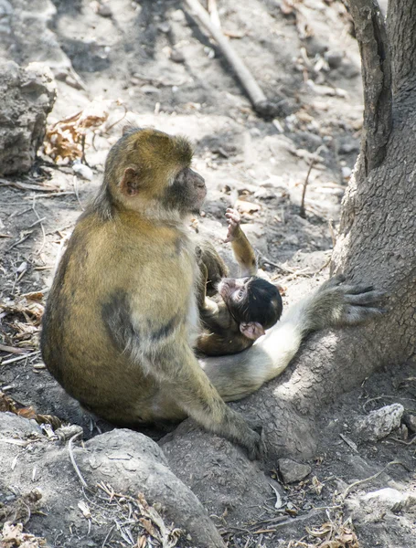 Macaco bebê na natureza — Fotografia de Stock