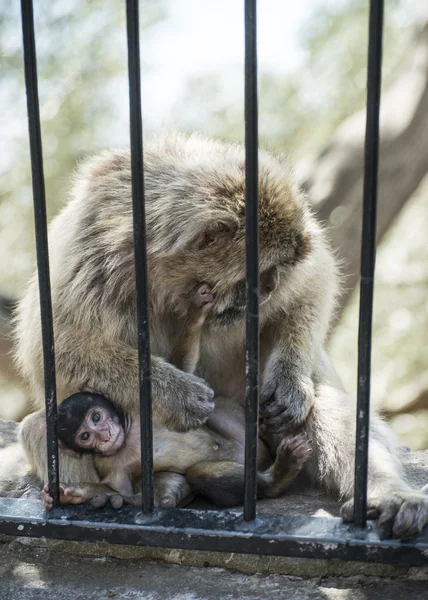 Affenbaby im Park — Stockfoto