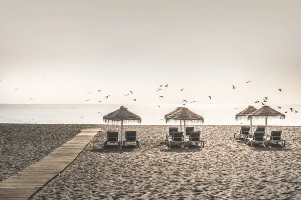 Holzweg zum Strand und Vögel — Stockfoto